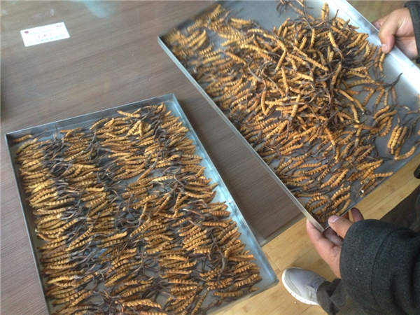 哪些因素會(huì)影響冷凍干燥機(jī)的制冷量？